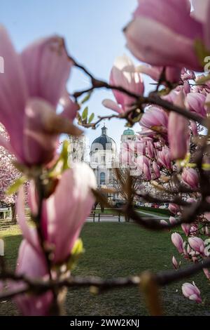 Frühlingsbeginn und blühende Mangnolienbäume am Salzburger Markartplatz à Salzbourg, Österreich am 20.03.2024. // début du printemps et floraison des mangnolia à la Markartplatz de Salzbourg, en Autriche, le 20 mars 2024. - 20240320 PD2016 crédit : APA-PictureDesk/Alamy Live News Banque D'Images