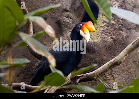 Bec de corne plissé (Rhabdotorrhinus corrugatus) perché dans un arbre Banque D'Images