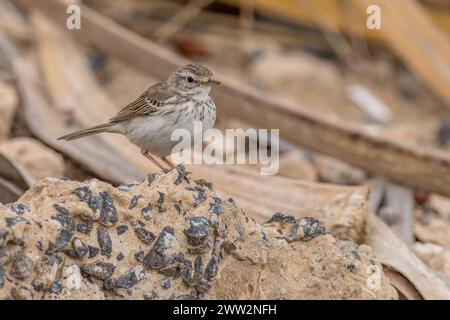 Le pipit de Berthelot (Anthus berthelotii) en gros plan sur un rocher Banque D'Images