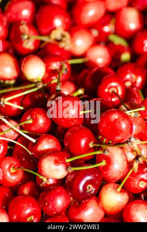 mise au point sélective, cerises fraîchement cueillies. Agriculture biologique, concept de fruits de printemps Banque D'Images