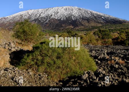 Arbuste endémique à feuilles persistantes du balai (Genista Aetnesis) et enneigé de l'Etna Park, Sicile, Italie Banque D'Images