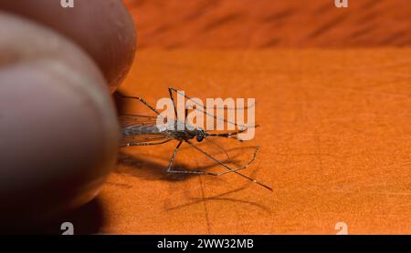 Doigt tenant le moustique de maison commune affamé, Culex pipiens, macro photo, vue horizontale de côté Banque D'Images