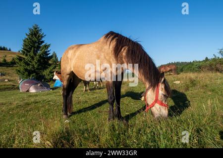 Équitation dans le paysage des carpates Banque D'Images