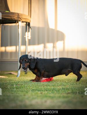 Un teckel ludique court à travers l'herbe avec un jouet rouge, pris en pleine action. Banque D'Images