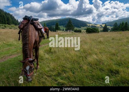 Équitation dans le paysage des carpates Banque D'Images