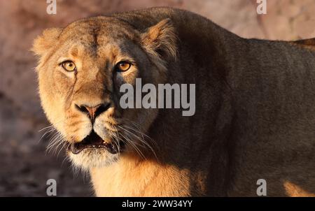 Nürnberg, Tiergarten, Zoo, Löwin, Bayern, zoo de Nürnberg, zoo de Löwe, Löwe, Löwenfamilie, Löwenbaby, Raubkatzen. Zoo de Schöner à Nürnberg Banque D'Images