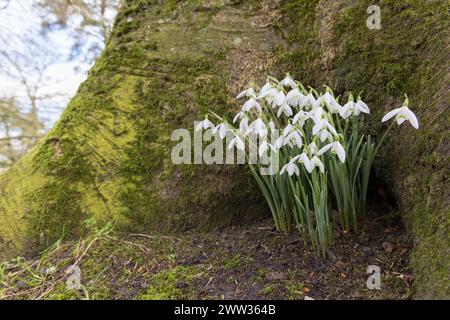 Gouttes de neige, Galanthus nivalis, Forêt de Dean, Royaume-Uni Banque D'Images