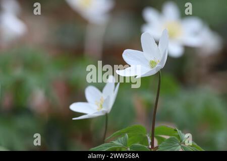 plante sauvage Banque D'Images