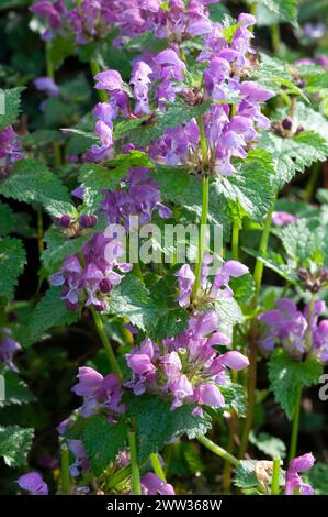 Italie, Lombardie, Crema, Parco del Serio, Purple Dead-ortie Flowers, Lamium Purpureum Banque D'Images