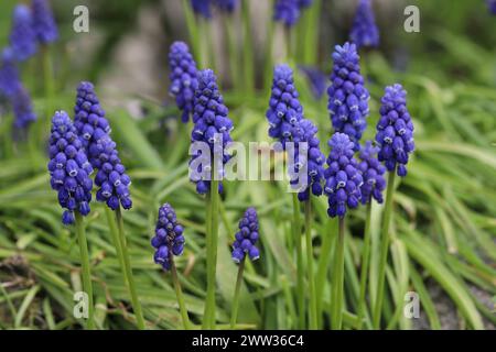 Vue rapprochée de belles jacinthes de raisin bleu dans un parterre de fleurs, vue de côté Banque D'Images