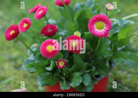 Vue rapprochée de belles fleurs roses de Bellis perennis florissantes dans un pot de fleurs Banque D'Images