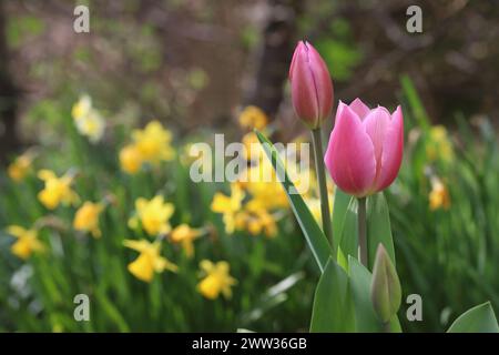 Gros plan de deux belles tulipes roses dans un lit printanier, fond flou, mise au point sélective Banque D'Images