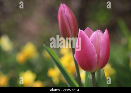 Gros plan d'une belle tulipe rose sur un fond flou printanier Banque D'Images