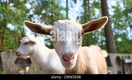 Portrait d'une chèvre. Drôle de photo d'animal. Animal de ferme à la ferme. Gros plan animal photo Banque D'Images