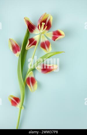 Tulipe rouge et jaune unique avec pétales séparés Banque D'Images