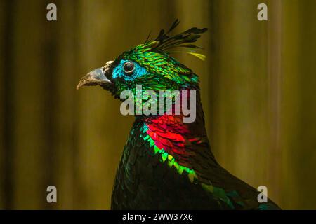 Tête d'un mâle de l'Himalaya (Lophophorus impejanus) Banque D'Images