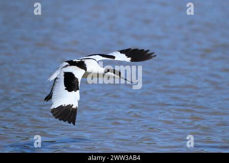 Avocet sur Majorque sur les aires de reproduction Banque D'Images