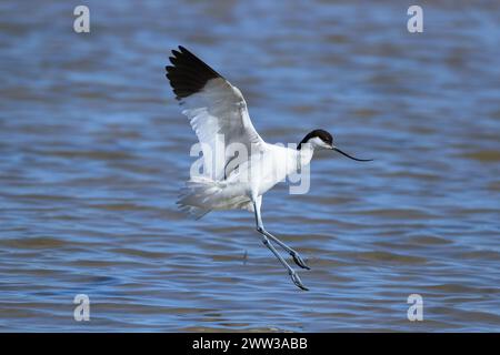 Avocet sur Majorque sur les aires de reproduction Banque D'Images