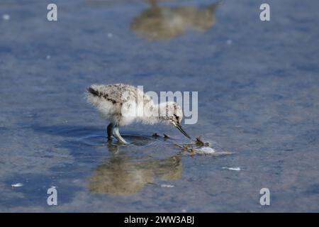 Avocet sur Majorque sur les aires de reproduction Banque D'Images