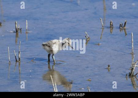 Avocet sur Majorque sur les aires de reproduction Banque D'Images