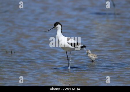 Avocet sur Majorque sur les aires de reproduction Banque D'Images