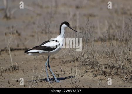 Avocet sur Majorque sur les aires de reproduction Banque D'Images