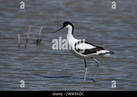 Avocet sur Majorque sur les aires de reproduction Banque D'Images