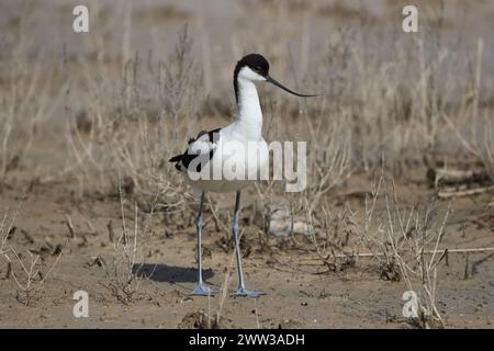 Avocet sur Majorque sur les aires de reproduction Banque D'Images