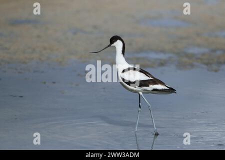 Avocet sur Majorque sur les aires de reproduction Banque D'Images