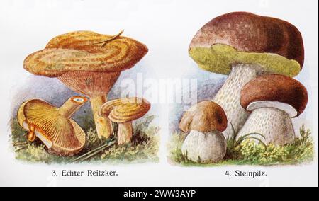 Dessins de champignons comestibles, le vrai champignon (Lactarius deliciosus) ou Edel-Reizker, bolete roi sang de pin (Boletus edulis), également boletus épicéa Banque D'Images