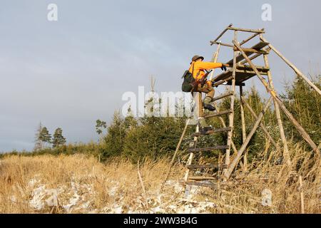 Sanglier (sus scrofa) chasseur en vêtements d'avertissement grimpe en haut siège, Allgaeu, Bavière, Allemagne Banque D'Images