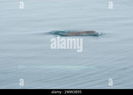 Béluga, Delphinapterus leucas, adulte dans un plomb ouvert au milieu de la banquise pendant la migration printanière, brouette de mer de Chukchi, Alaska Banque D'Images