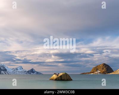 Rochers avec des oiseaux sur la plage de Haukland, montagnes enneigées en arrière-plan, Vestvagoya, Lofoten, Norvège Banque D'Images