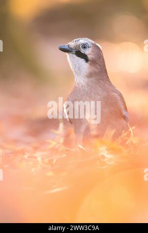 Un Jay cherchant de la nourriture sous les feuilles tombées par une journée ensoleillée. Banque D'Images