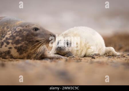 Un chiot Grey Seal et sa mère sur la plage de Norfolk, Royaume-Uni. Banque D'Images