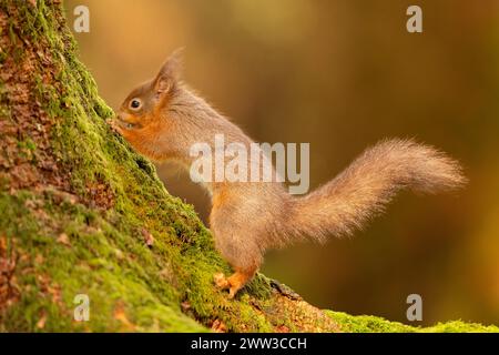 Un petit écureuil brun perché sur une branche d'arbre Banque D'Images