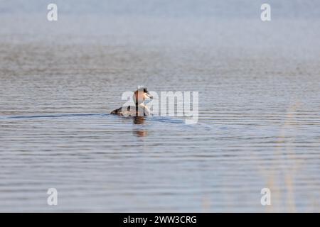 Un individu du Grand Crested Grebe (Podiceps cristatus) glisse sereinement sur une eau bleue ondulée. Yorkshire, Royaume-Uni au printemps Banque D'Images