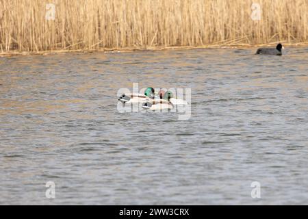 Un pochard commun mâle (Aythya ferina) nage entre deux colverts mâles (Anas platyrhynchos) sur un lac situé dans un habitat de milieu humide de roseaux. Yorkshire, Royaume-Uni Banque D'Images