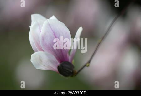 Fleur de magnolia, fleur, magnolia chinois (Magnolia x soulangeana) cultivar Amabilis, Bade-Wuertemberg, Allemagne Banque D'Images