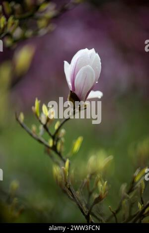 Fleur de magnolia, fleur, magnolia chinois (Magnolia x soulangeana) cultivar Amabilis, Bade-Wuertemberg, Allemagne Banque D'Images