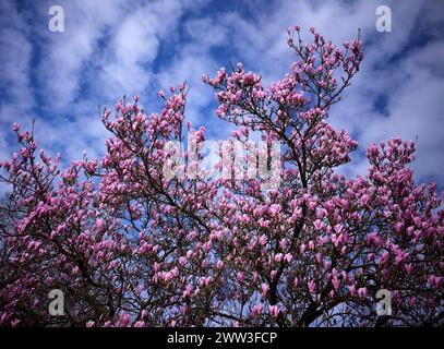 Fleur de magnolia, arbre de magnolia, fleur, magnolia chinois (Magnolia x soulangeana) cultivar Amabilis, Bade-Wuerttemberg, Allemagne Banque D'Images