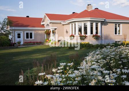 Brique Tan avec garniture blanche maison et cour avant paysagée avec blanc Leucanthemum vulgare, Oxeye Daisy fleurs à la frontière en été, Québec, Canada Banque D'Images