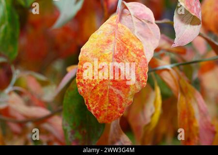 Cornouiller de Kousa (Cornus kousa), feuilles rouges, Rhénanie du Nord-Westphalie, Allemagne Banque D'Images