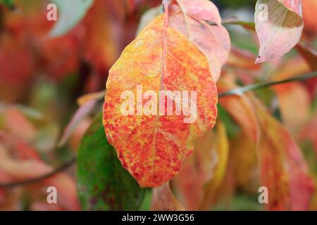 Cornouiller de Kousa (Cornus kousa), feuilles rouges, Rhénanie du Nord-Westphalie, Allemagne Banque D'Images