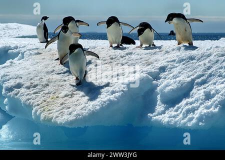 Trois manchots Adelie en Antarctique, mer de Wedell, manchots à longue queue, (Pygoscellis adeliae), mer de Wedell, mer de Wedell, Antarctique Banque D'Images