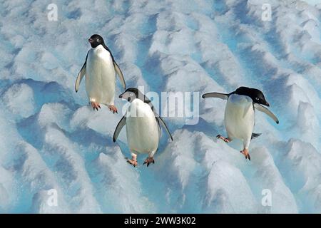 Trois manchots Adelie en Antarctique, mer de Wedell, manchots à longue queue, (Pygoscellis adeliae), mer de Wedell, mer de Wedell, Antarctique Banque D'Images