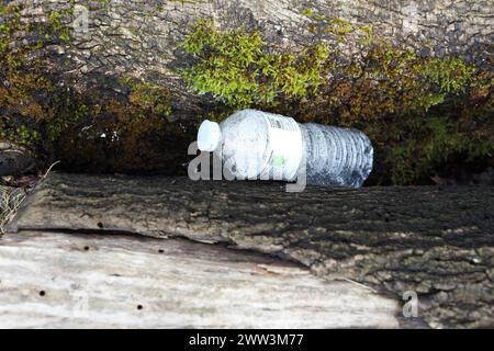 Bouteille d'eau en plastique à usage unique avec logo de recyclage sur l'étiquette coincée entre des troncs d'arbre tombés avec des gouttelettes d'eau à l'intérieur de la bouteille Banque D'Images