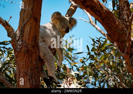 Le sommeil paisible d'un koala sur Magnetic Island Banque D'Images