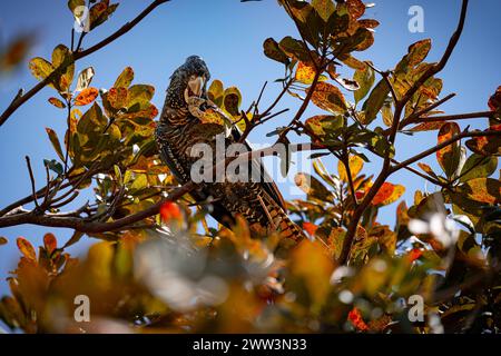 Un Cockatoo noir à queue rouge dans un arbre sur Magnetic Island Banque D'Images
