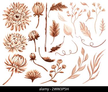 Ensemble de fleurs, feuilles et bourgeons de chrysanthème. Aquarelle, monochrome, isolé sur fond blanc. Illustration dessinée à la main clipart couleur marron. Vint Banque D'Images